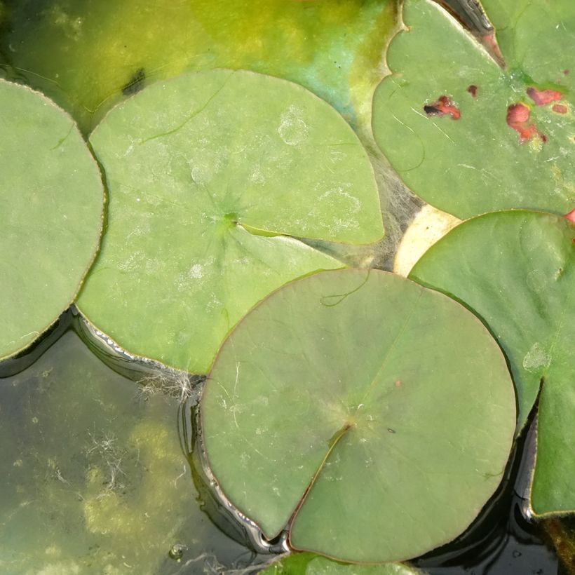 Nenúfar Burgundy Princess - Nymphaea (Follaje)