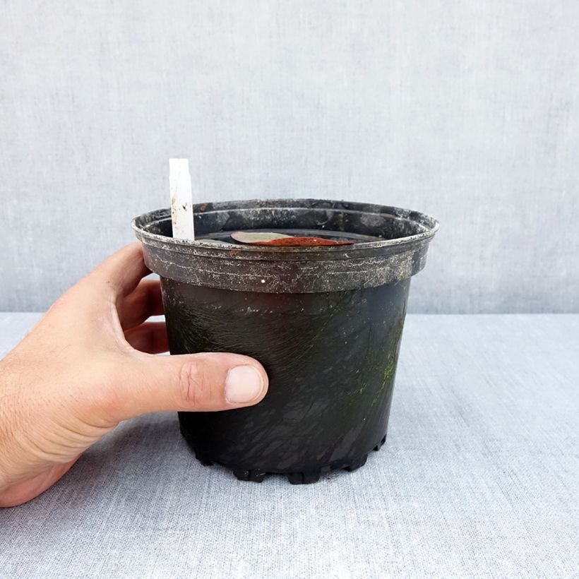 Ejemplar de Nenúfar Charlene Strawn - Nymphaea Maceta 1,5L/2L entregado en verano
