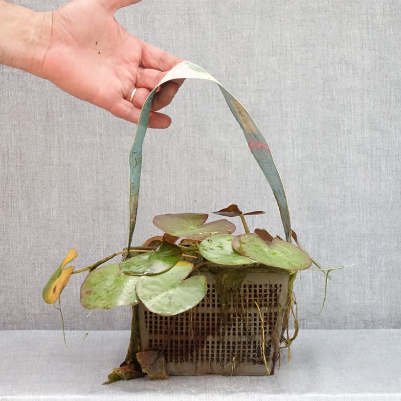 Ejemplar de Nenúfar Clyde Ikins - Nymphaea Maceta 3L/4L entregado en verano
