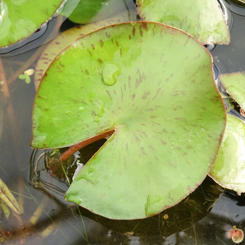 Nenúfar Comanche - Nymphaea (Follaje)