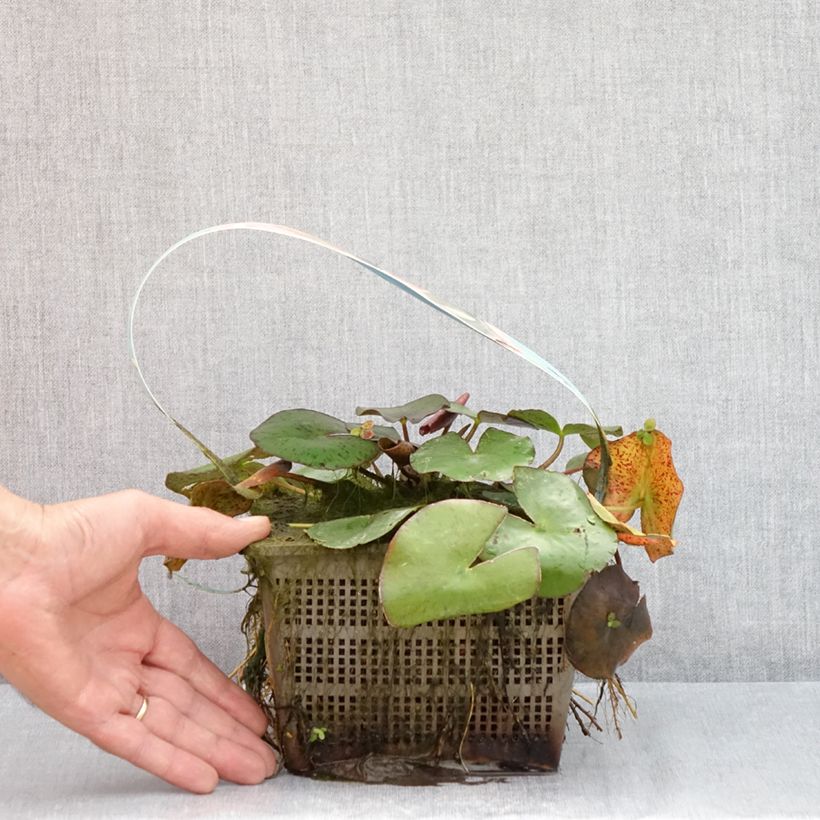 Ejemplar de Nenúfar Comanche - Nymphaea Maceta 3L/4L entregado en verano
