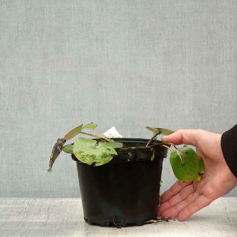 Ejemplar de Nenúfar Cynthia Ann - Nymphaea Maceta 1,5L/2L entregado en otoño