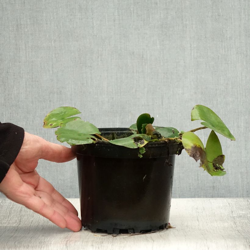 Ejemplar de Nenúfar Dahlia - Nymphaea Maceta 1,5L/2L entregado en otoño