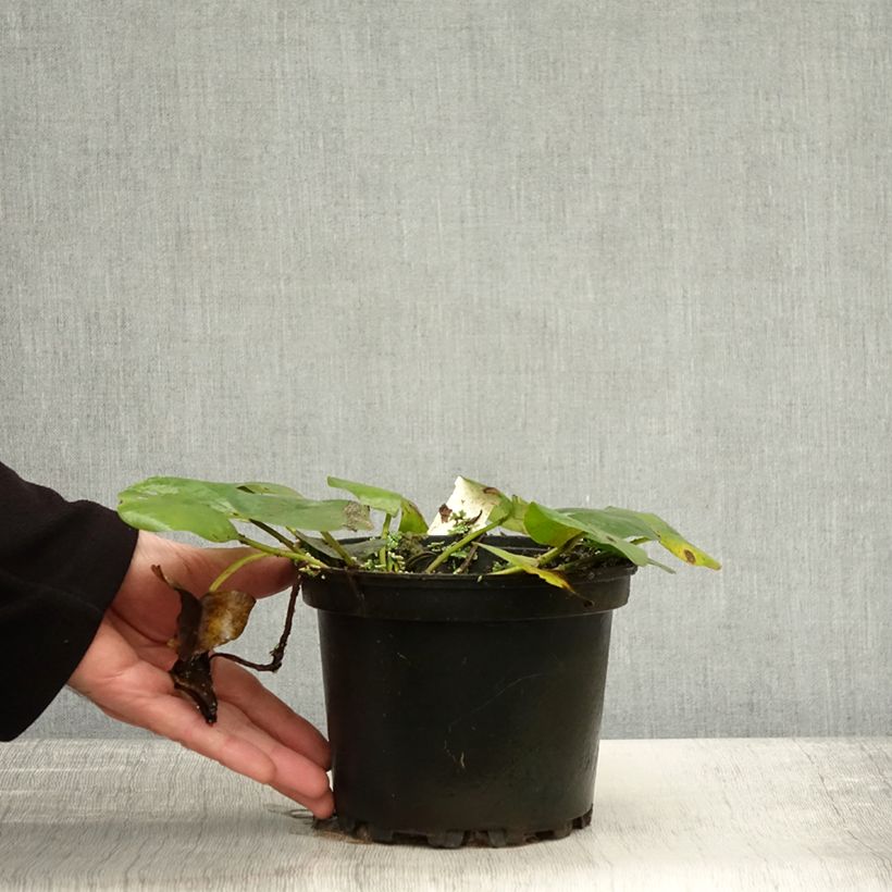 Ejemplar de Nenúfar Denver - Nymphaea Maceta 1,5L/2L entregado en otoño