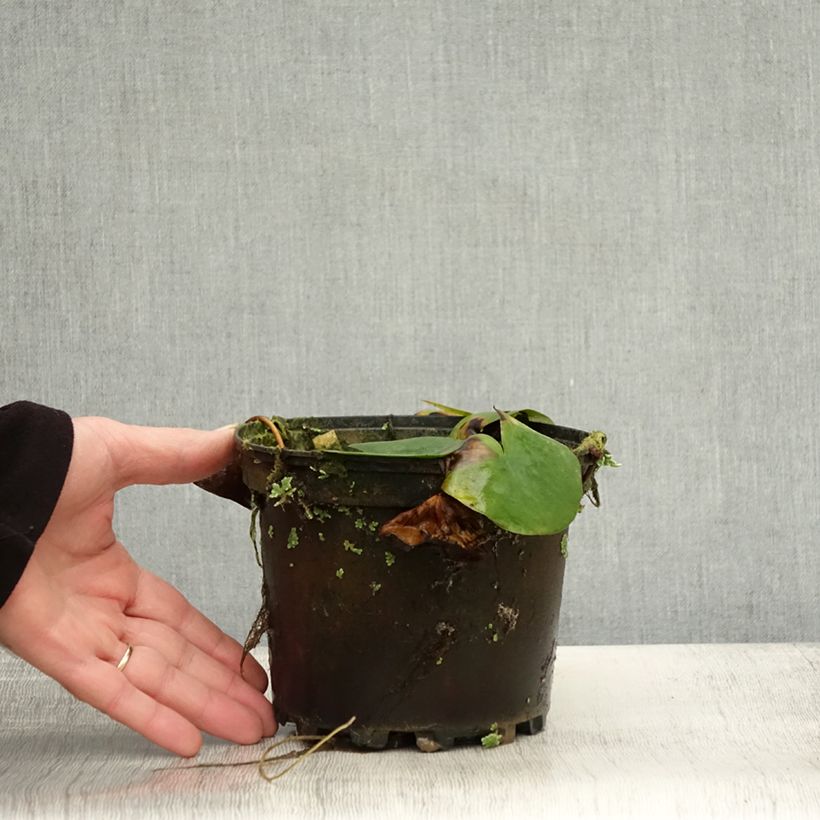 Ejemplar de Nenúfar Ellisiana - Nymphaea Maceta 1,5L/2L entregado en otoño