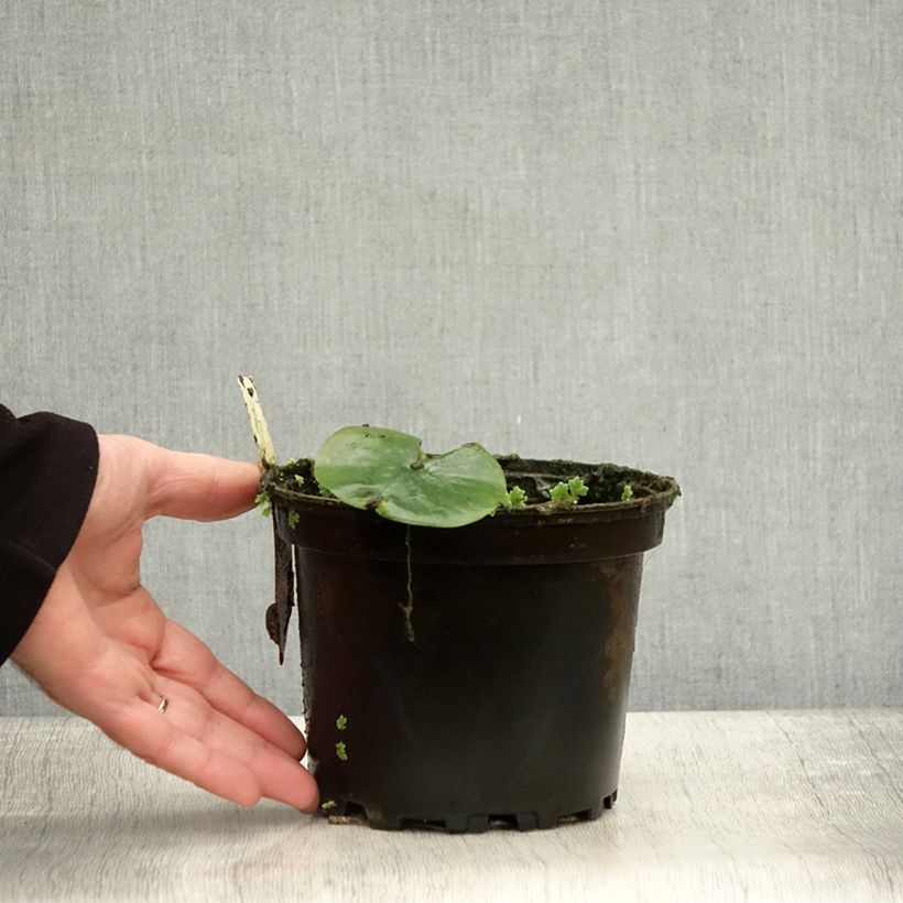 Ejemplar de Nenúfar Eugenia de Lande - Nymphaea Maceta 1,5L/2L entregado en otoño