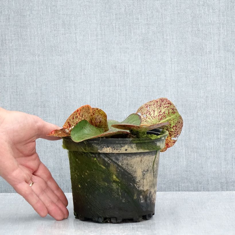 Ejemplar de Nenúfar Florida Sunset - Nymphaea Maceta 1,5L/2L entregado en verano