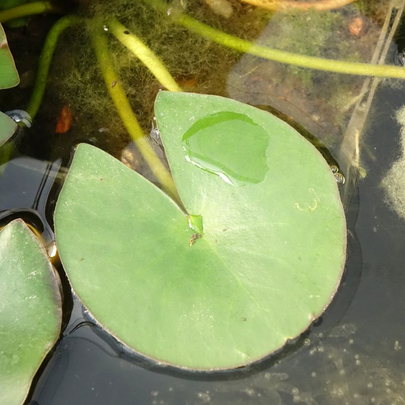 Nenúfar Gladstoniana - Nymphaea (Follaje)
