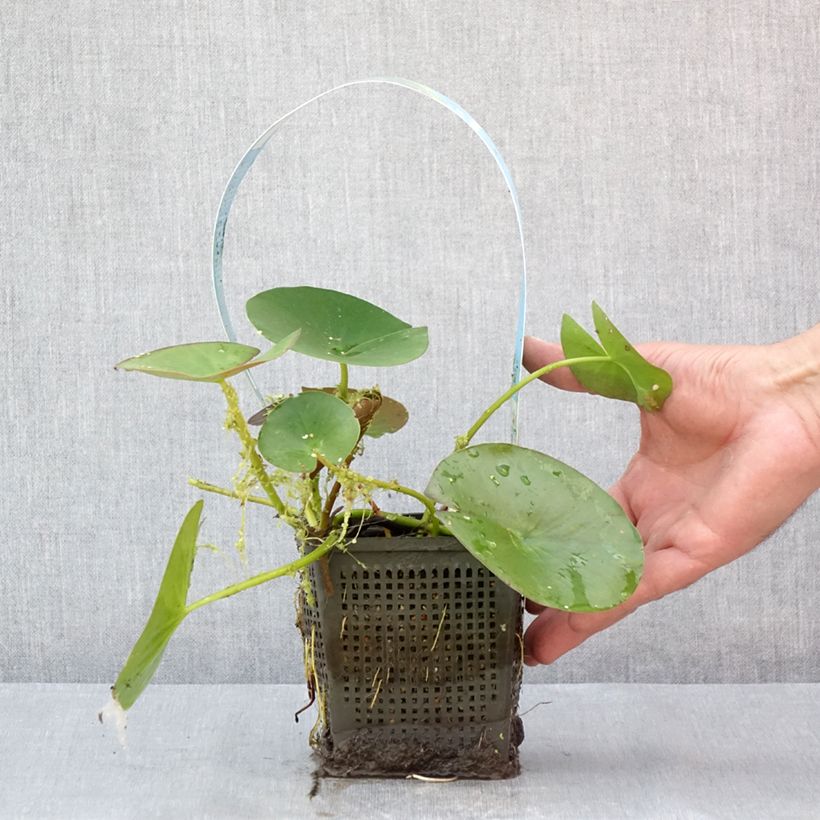 Ejemplar de Nenúfar Gonnère - Nymphaea Maceta 1L/1,5L entregado en verano
