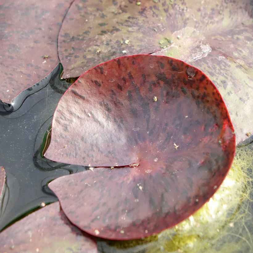 Nenúfar Gregg's Orange Beauty - Nymphaea (Follaje)