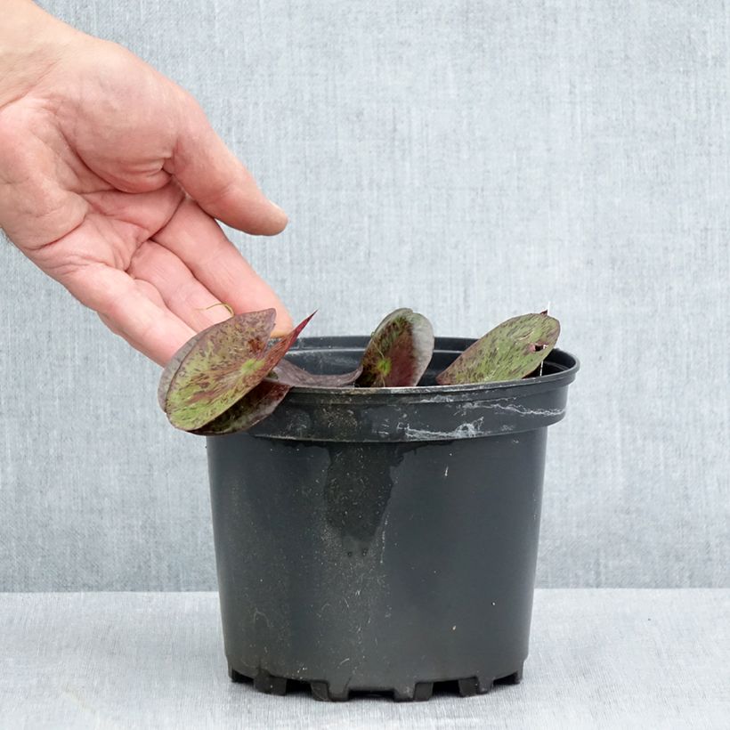 Ejemplar de Nenúfar Gregg's Orange Beauty - Nymphaea Maceta 1,5L/2L entregado en verano