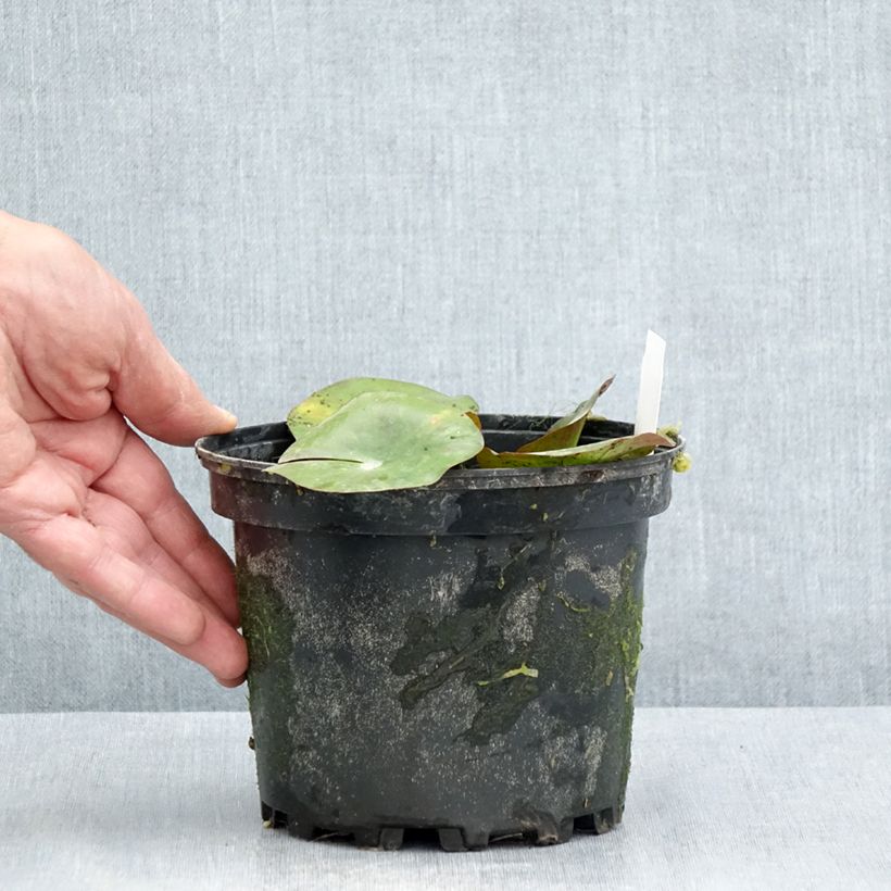 Ejemplar de Nenúfar Gypsy - Nymphaea Maceta 1,5L/2L entregado en verano