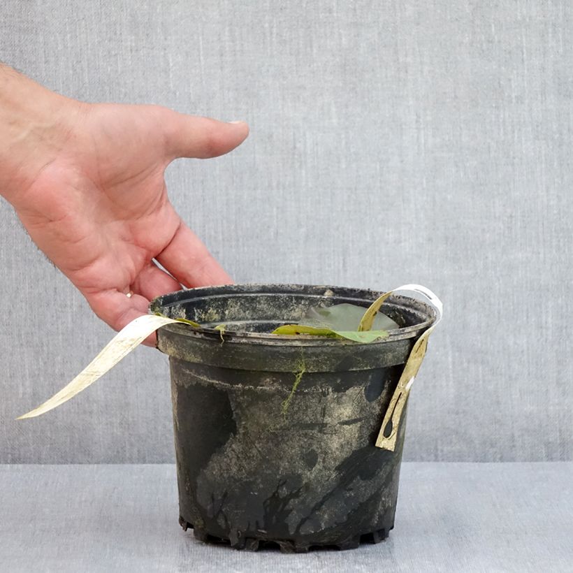 Ejemplar de Nenúfar Hal Miller - Nymphaea Maceta 1,5L/2L entregado en verano