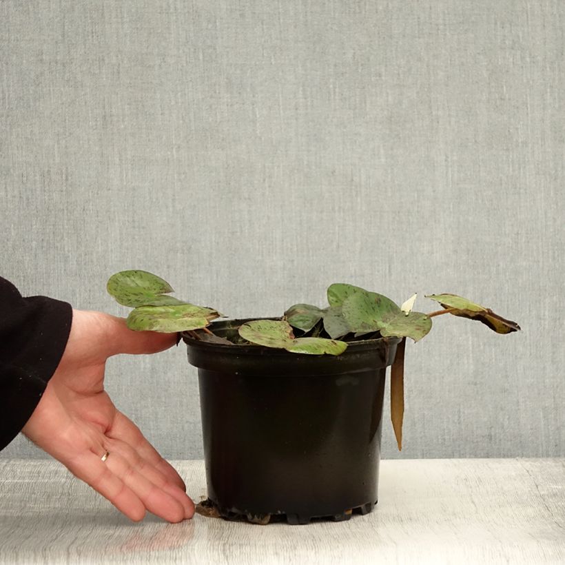 Ejemplar de Nenúfar Hal Miller - Nymphaea Maceta 1,5L/2L entregado en otoño