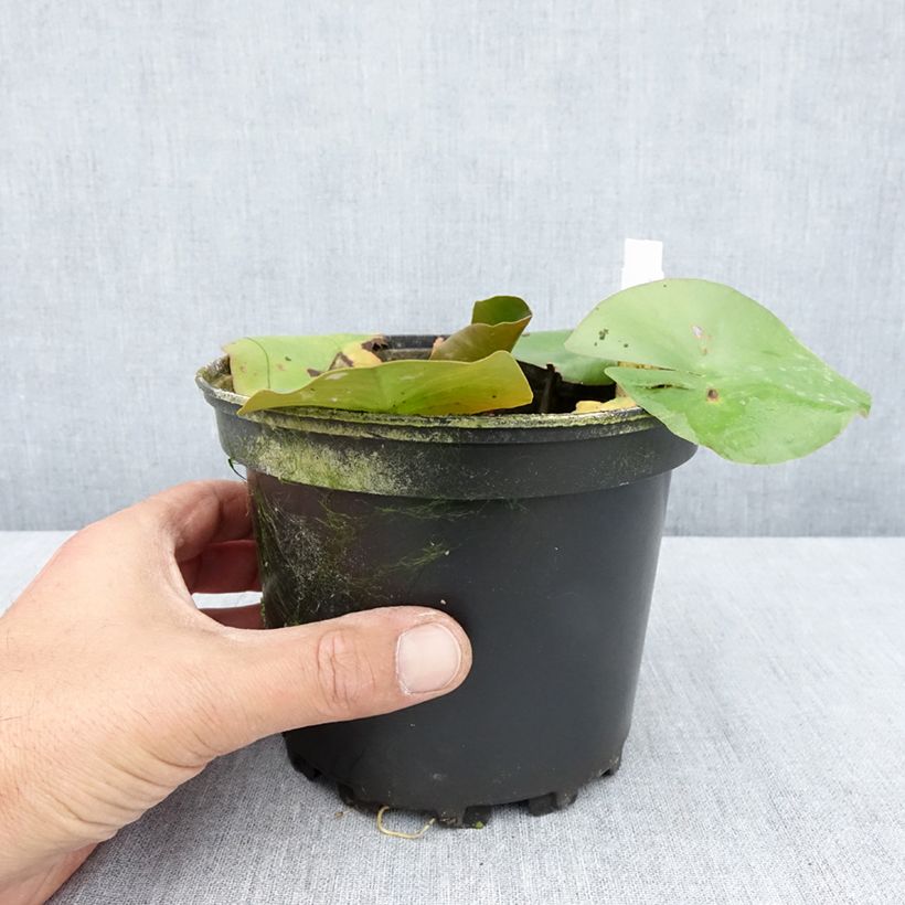 Ejemplar de Nenúfar Jean de la Marsalle - Nymphaea Maceta 1,5L/2L entregado en verano