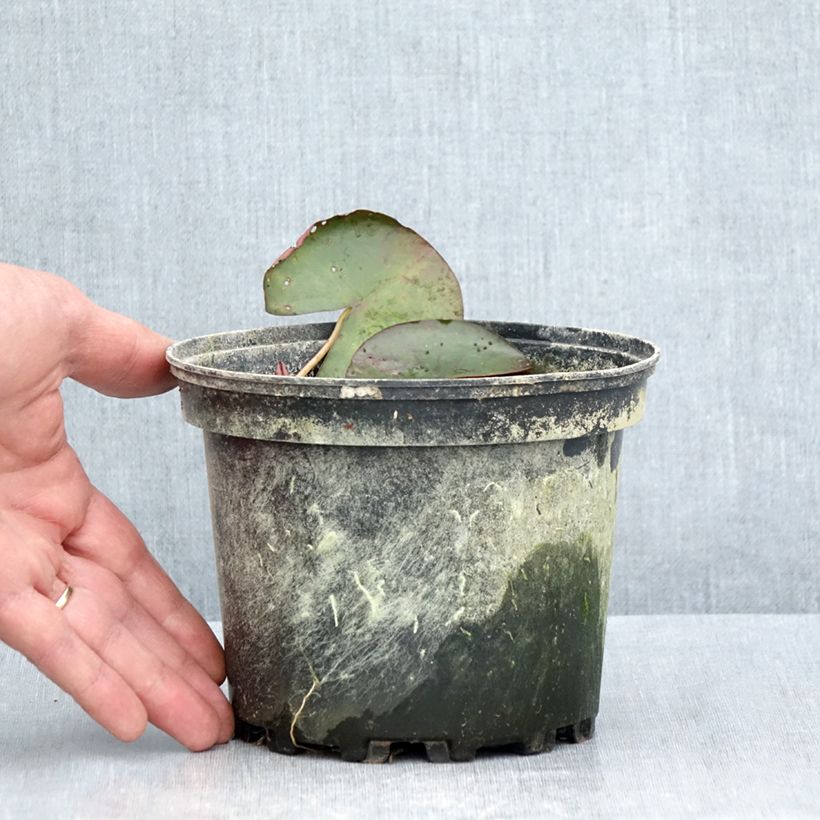 Ejemplar de Nenúfar Karleen Harder - Nymphaea Maceta 1,5L/2L entregado en verano