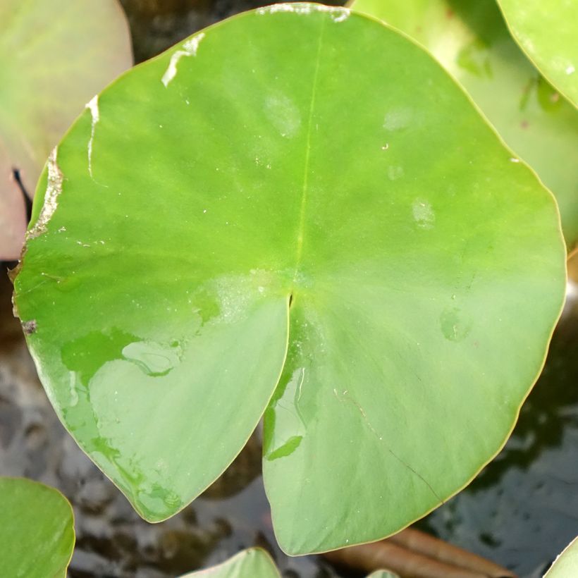 Nenúfar Lactea - Nymphaea (Follaje)