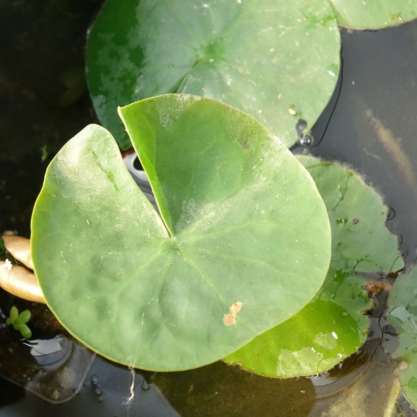 Nenúfar Laydekeri Liliacea - Nymphaea (Follaje)