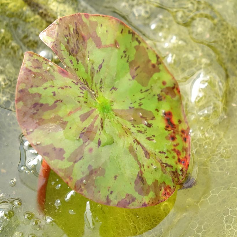 Nenúfar Lemon Chiffon - Nymphaea (Follaje)