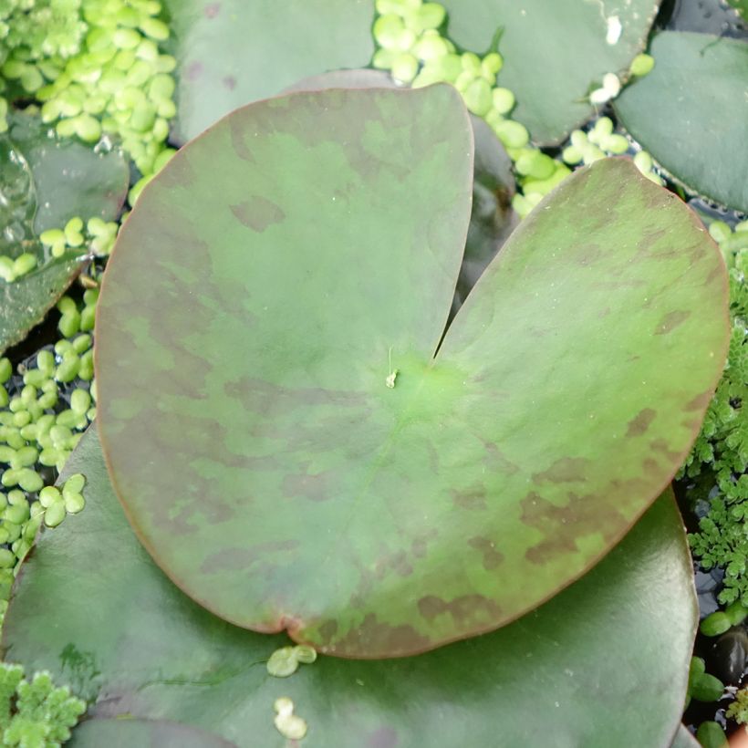 Nenúfar Lemon Mist - Nymphaea (Follaje)