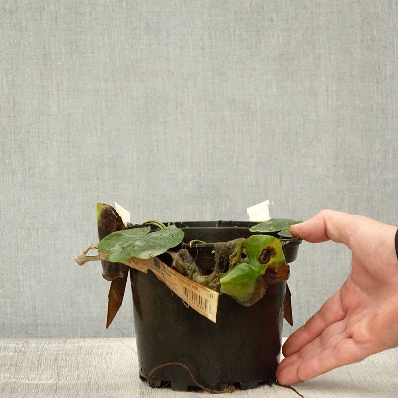 Ejemplar de Nenúfar Lily Pons - Nymphaea Maceta 1,5L/2L entregado en otoño