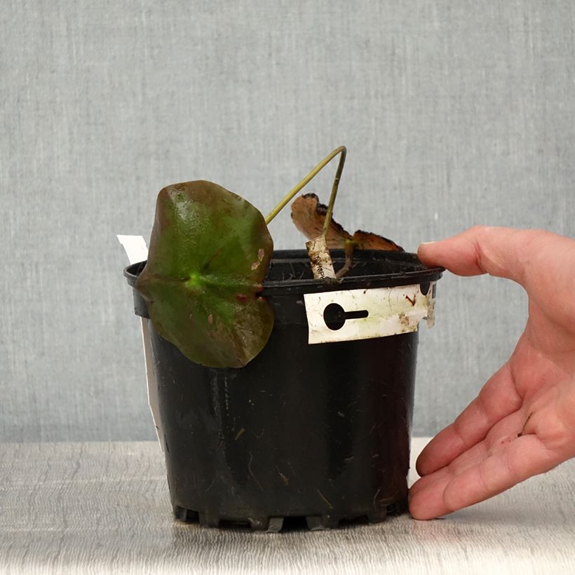 Nenúfar Lily Pons - Nymphaea Maceta 1,5L/2L Ejemplar entregado en la primavera