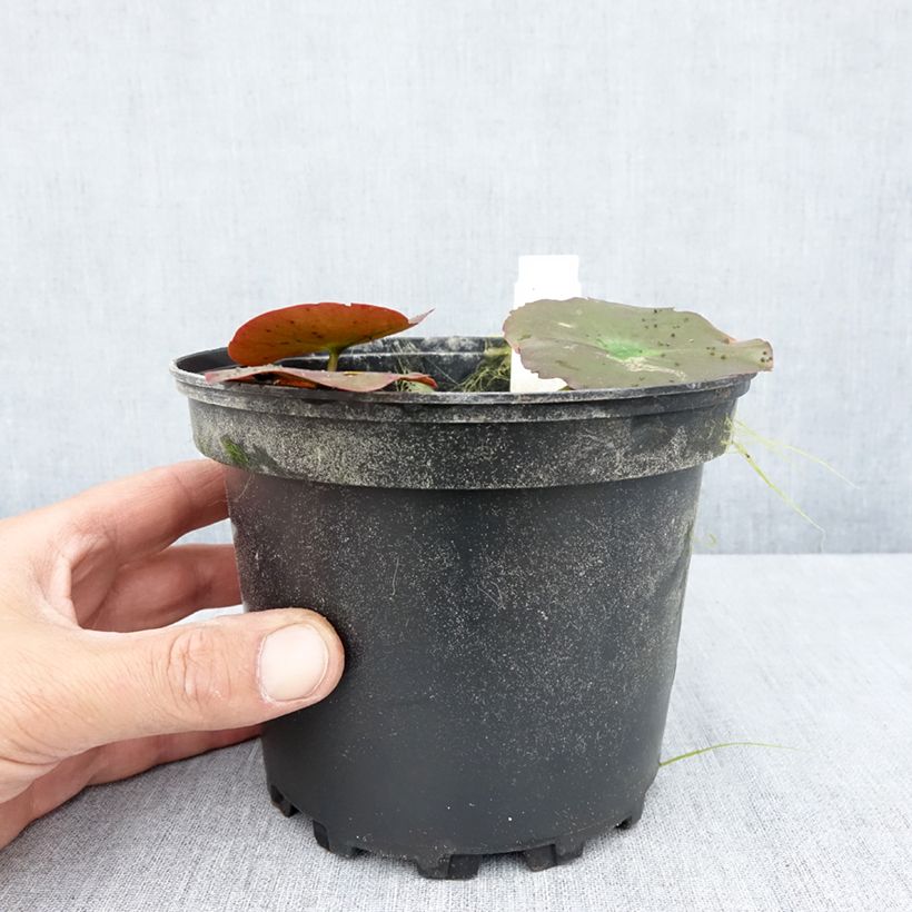 Ejemplar de Nenúfar Lily Pons - Nymphaea Maceta 1,5L/2L entregado en verano