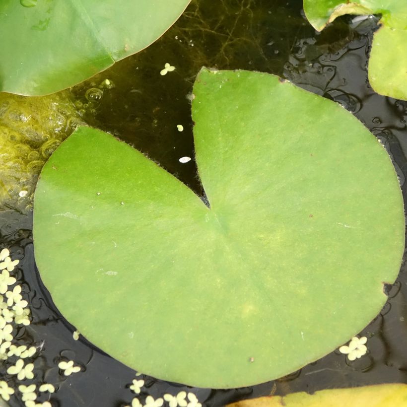 Nenúfar Madame Wilfron Gonnère - Nymphaea (Follaje)