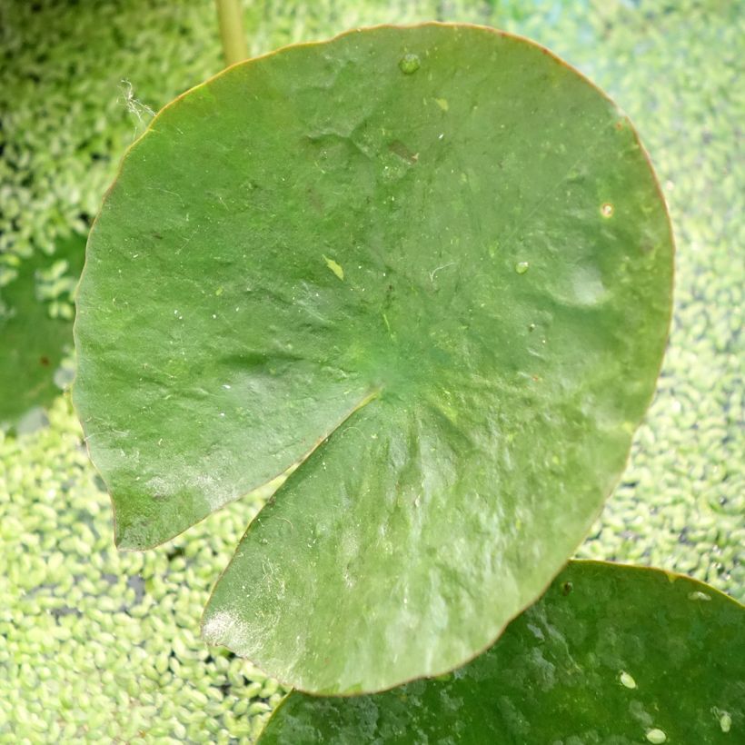 Nenúfar Mangkala Ubol - Nymphaea (Follaje)
