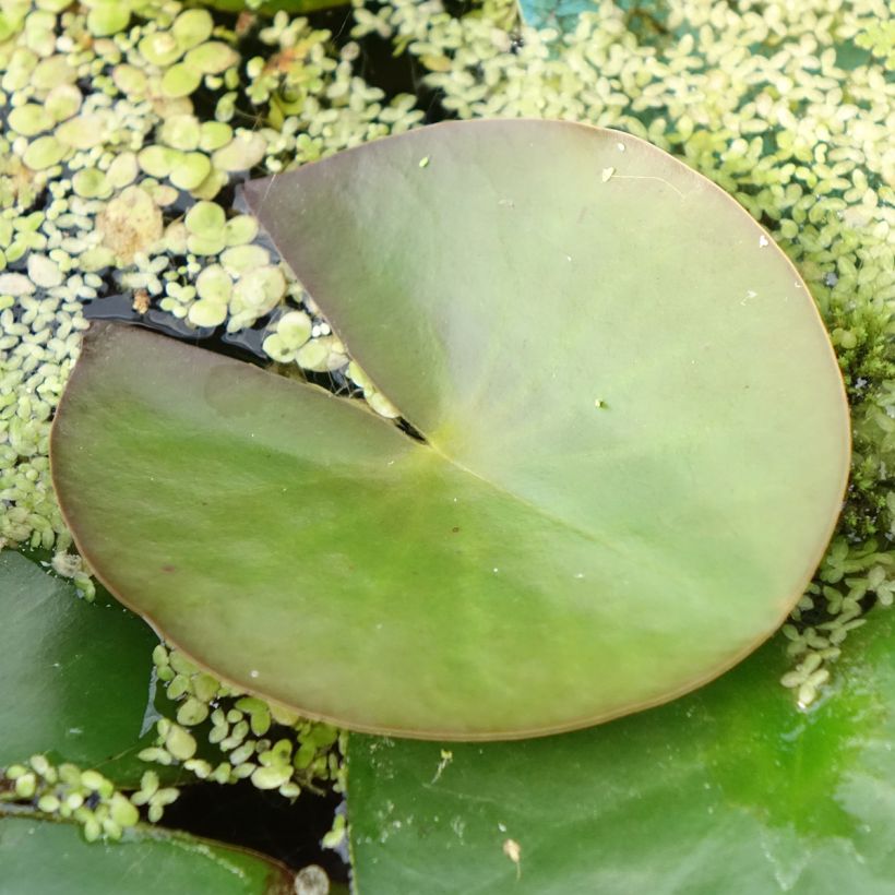 Nenúfar Marliacea Albida - Nymphaea (Follaje)