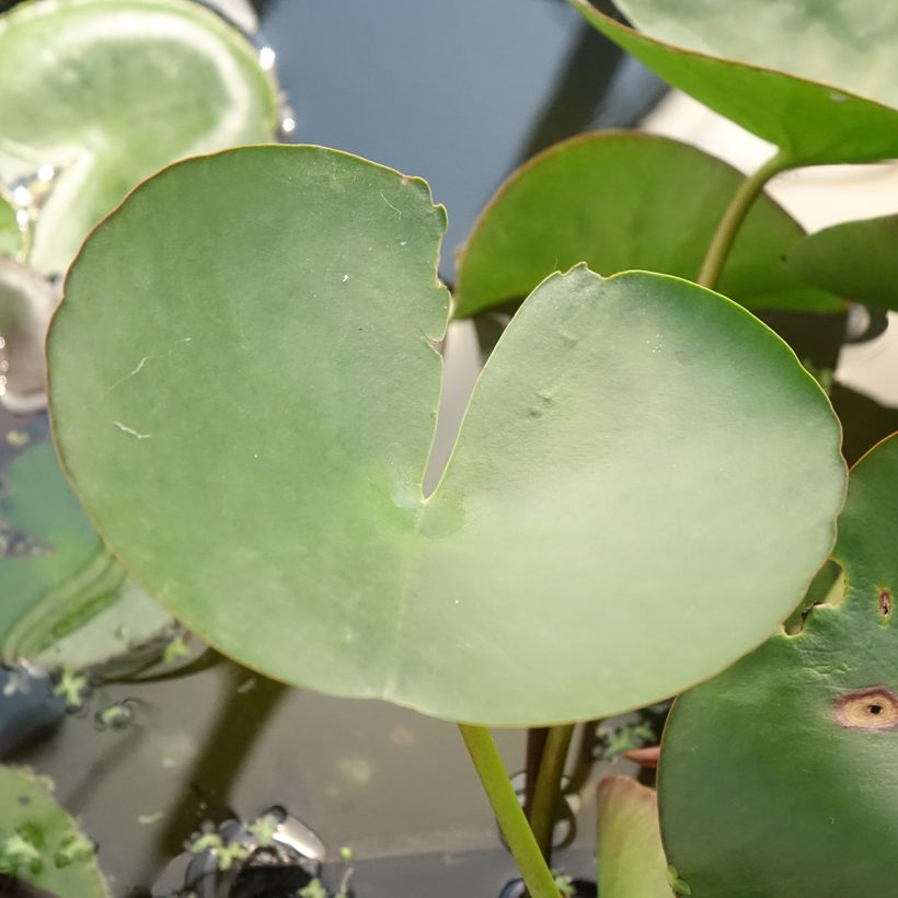 Nenúfar Marliacea Carnea - Nymphaea (Follaje)
