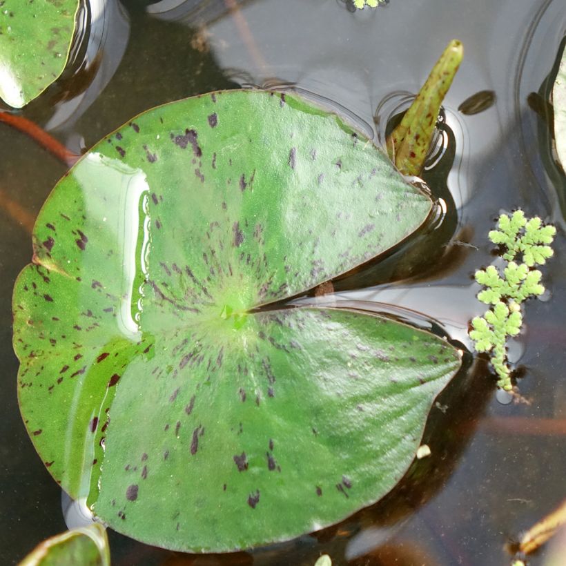Nenúfar Marliacea Chromatella - Nymphaea (Follaje)