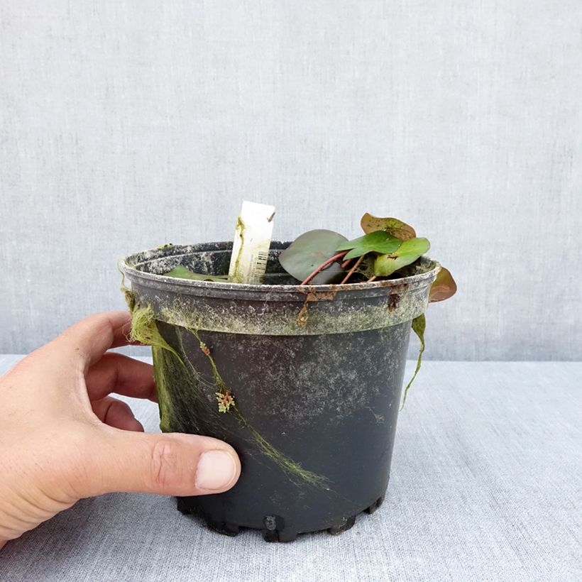 Ejemplar de Nenúfar Marliacea Ignea - Nymphaea Maceta 1,5L/2L entregado en verano