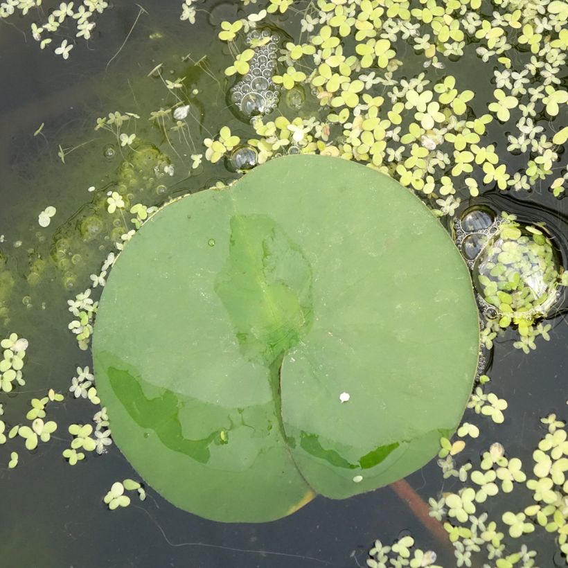 Nenúfar Marliacea Rubra Punctata - Nymphaea (Follaje)