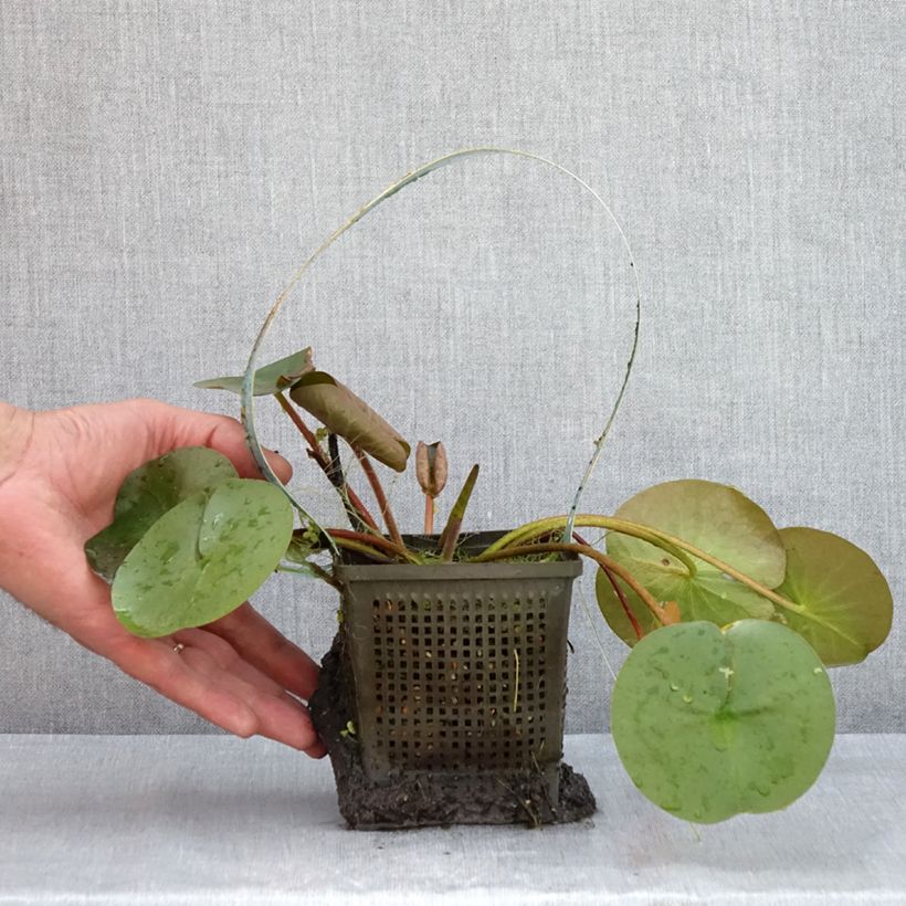 Ejemplar de Nenúfar Marliacea Rubra Punctata - Nymphaea Maceta 1L/1,5L entregado en verano