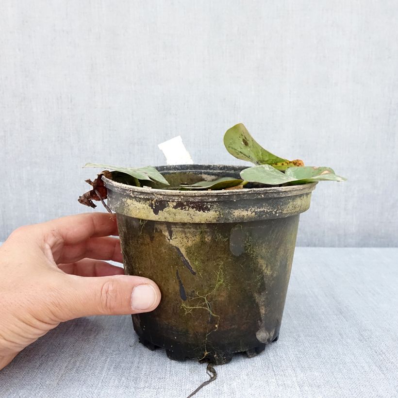 Ejemplar de Nenúfar Moorei - Nymphaea Maceta 1,5L/2L entregado en verano