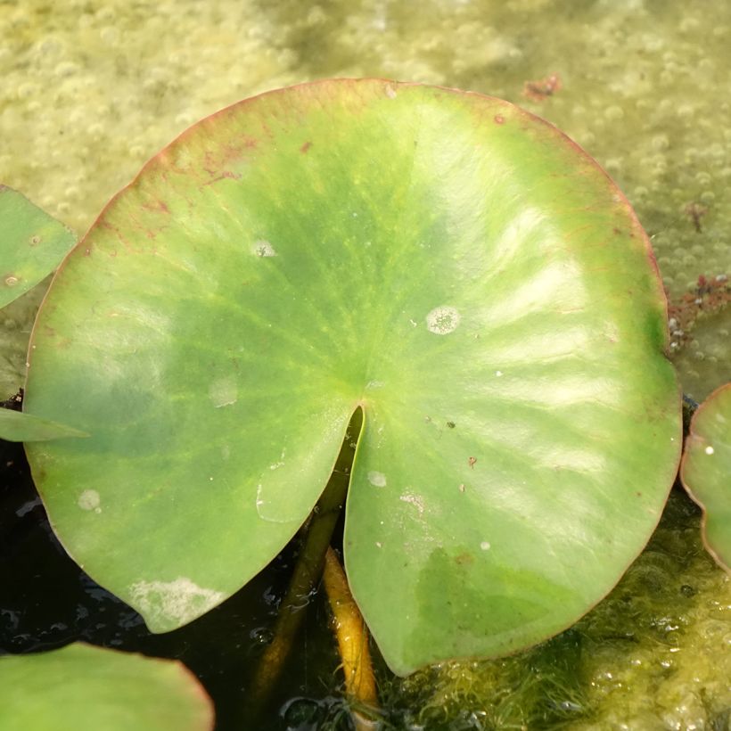 Nenúfar Newton - Nymphaea (Follaje)