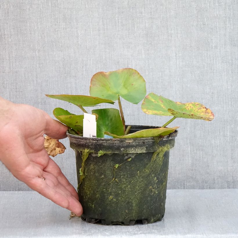 Ejemplar de Nenúfar Newton - Nymphaea Maceta 1,5L/2L entregado en verano