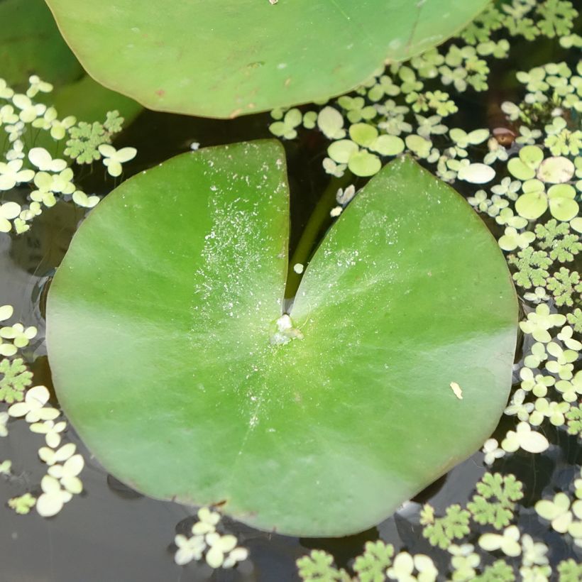 Nenúfar Odorata Alba - Nymphaea (Follaje)
