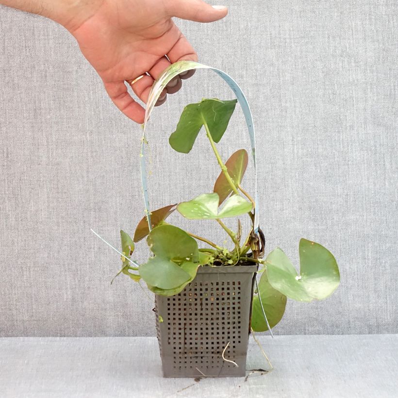 Ejemplar de Nenúfar Odorata Alba - Nymphaea Maceta 1L/1,5L entregado en verano