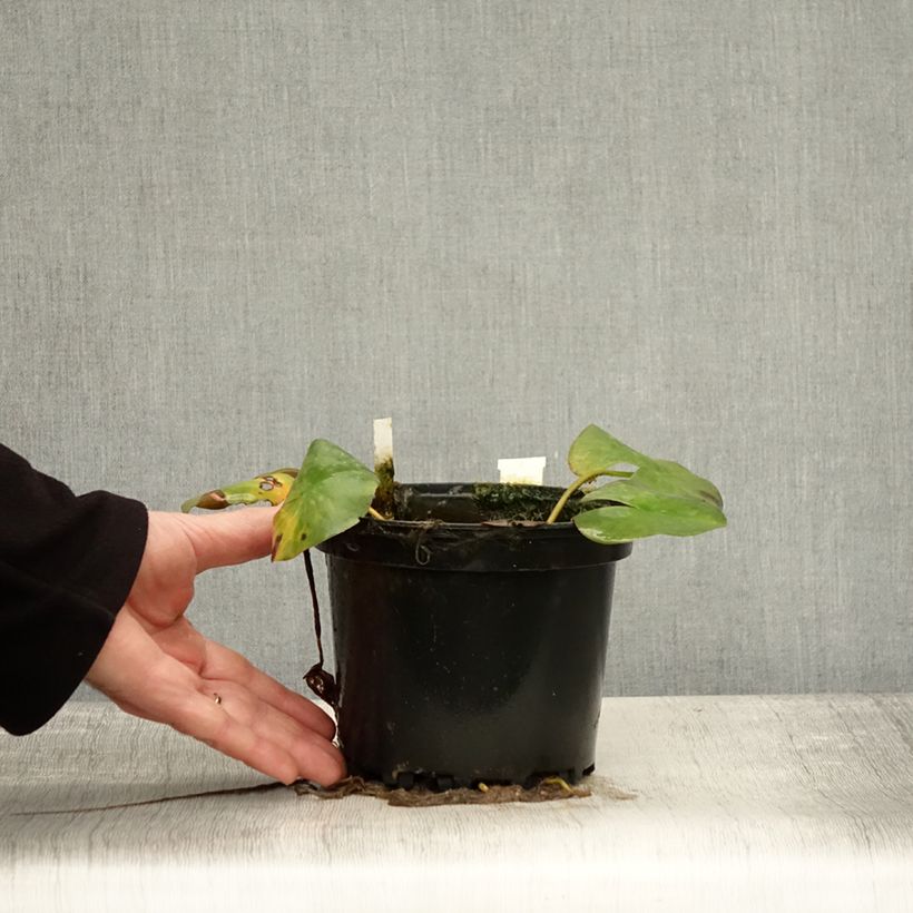 Ejemplar de Nenúfar Odorata Suavissima - Nymphaea Maceta 1,5L/2L entregado en otoño