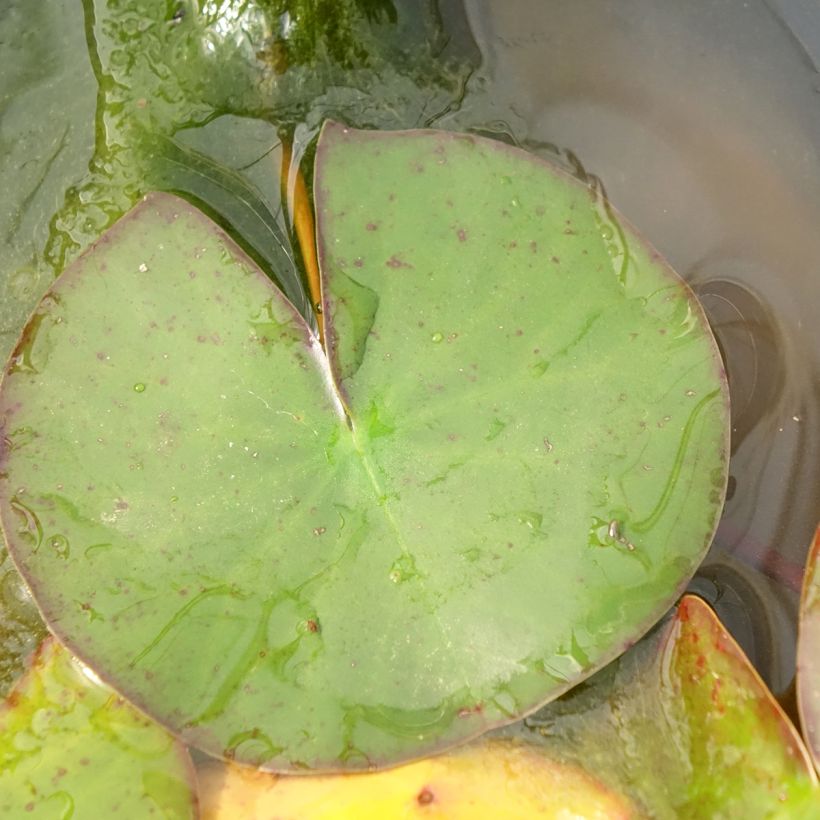Nenúfar Odorata Suavissima - Nymphaea (Follaje)
