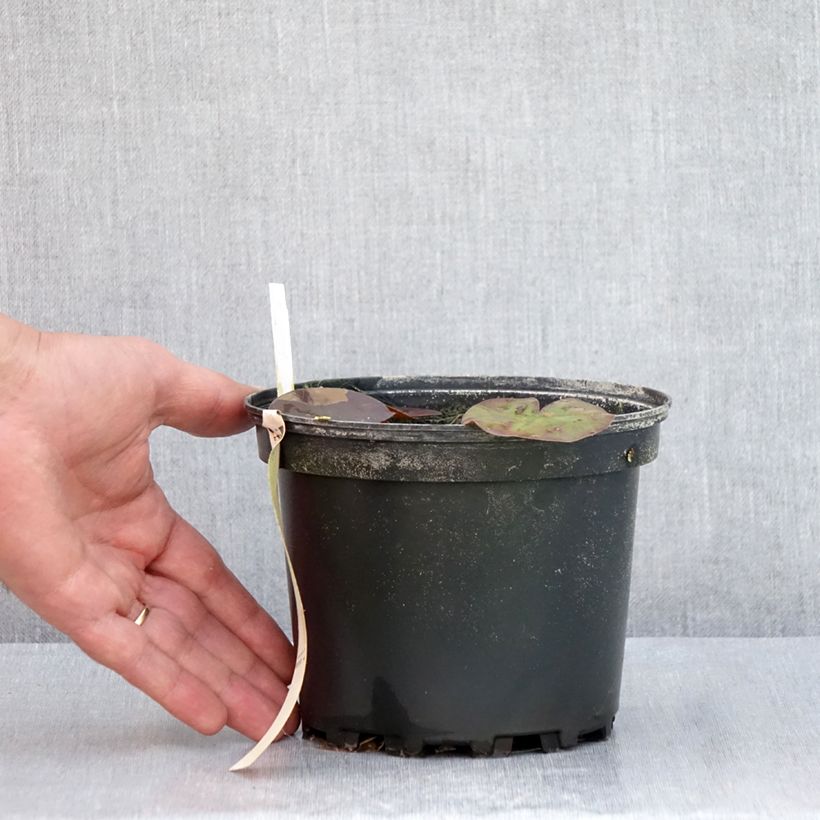 Ejemplar de Nenúfar Odorata Suavissima - Nymphaea Maceta 1,5L/2L entregado en verano