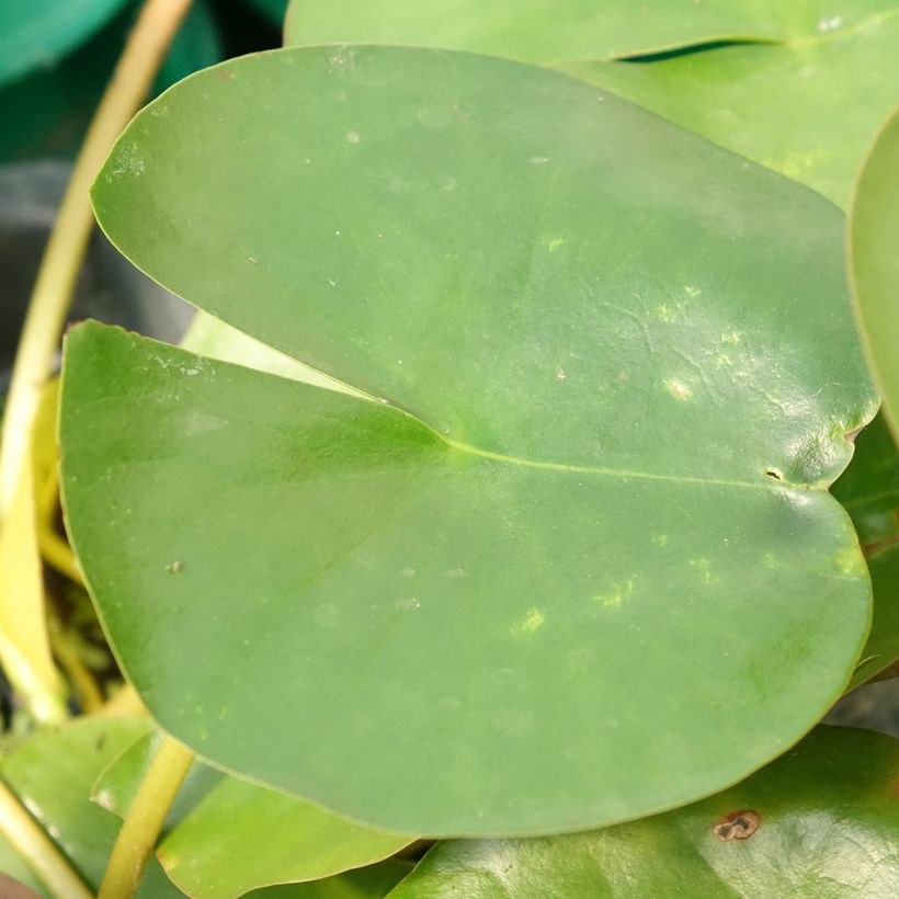 Nenúfar Perry's Double White - Nymphaea (Follaje)