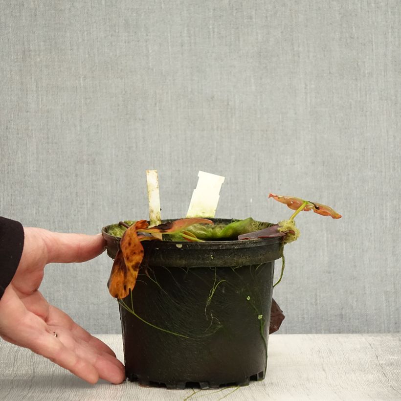 Ejemplar de Nenúfar Perry's Red Glow - Nymphaea Maceta 1,5L/2L entregado en otoño