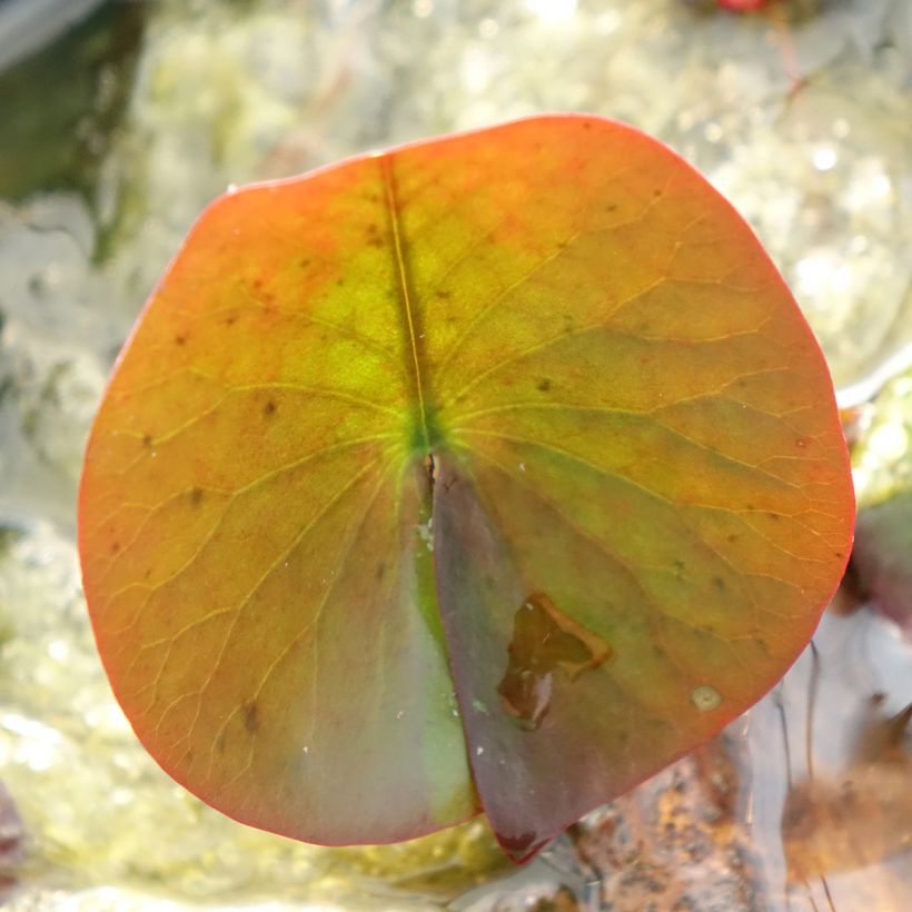 Nenúfar Perry's Red Glow - Nymphaea (Follaje)