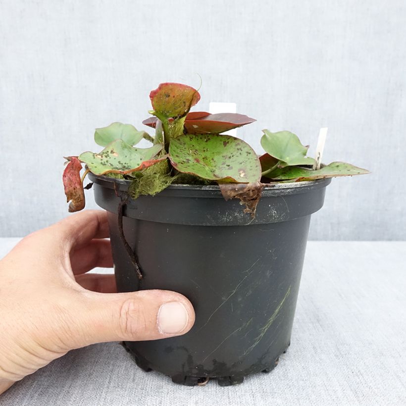 Ejemplar de Nenúfar Perry's Red Glow - Nymphaea Maceta 1,5L/2L entregado en verano