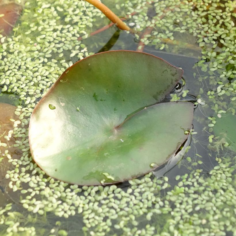 Nenúfar Pygmea Rubra - Nymphaea (Follaje)