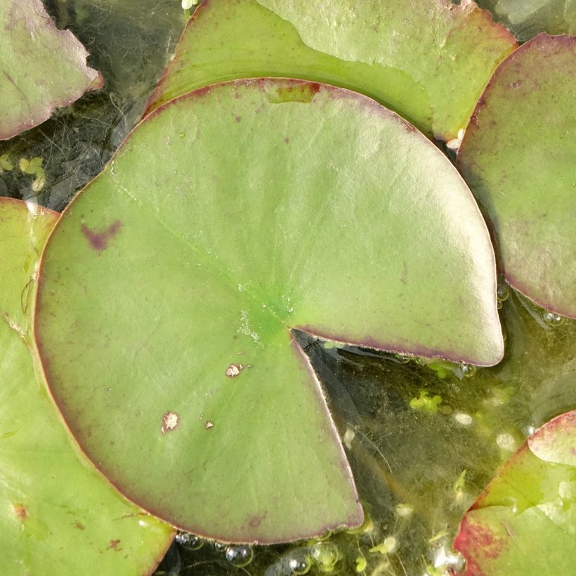Nenúfar Ray Davies - Nymphaea (Follaje)