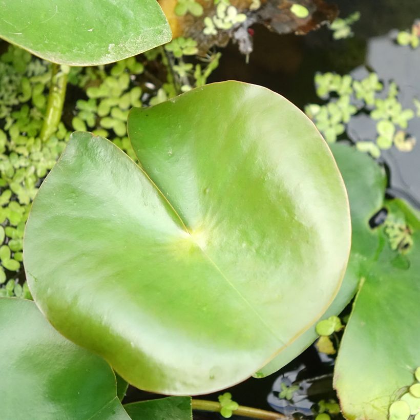 Nenúfar Rose Arey - Nymphaea (Follaje)